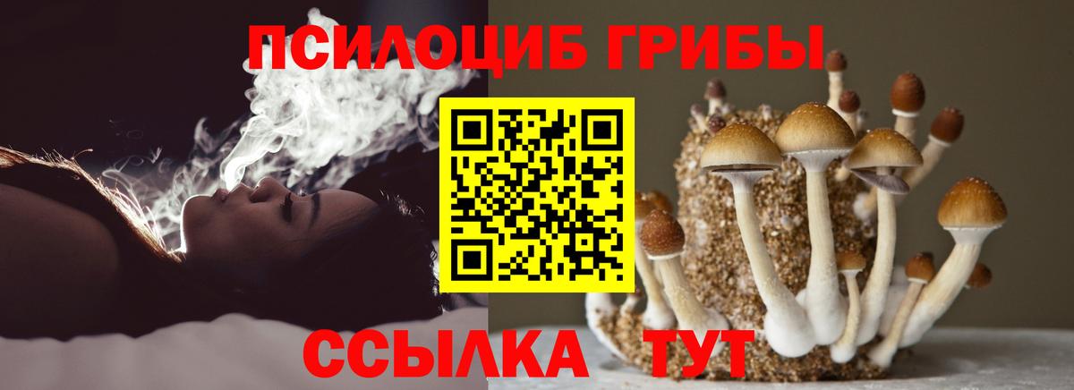 Галлюциногенные грибы прущие грибы  Вход с VPN  Галлюциногенные грибы Psilocybine cubensis  Луга 